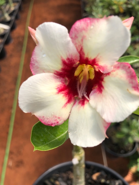 Rosa do deserto NR 12. Linda Rosa do deserto com pétalas simples na cor branca com detalhes vinho.