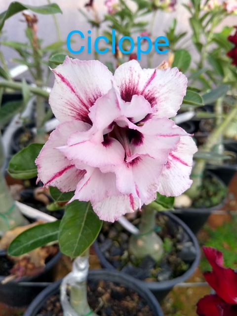 Rosa do Deserto Ciclope