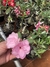 Rosa do deserto Pathumma - comprar online