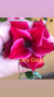 Rosa do deserto Lady Gaga. Rosa do Deserto Lady Gaga é uma rosa dupla em cor vermelho aveludado! Dando a ela uma beleza incrível!