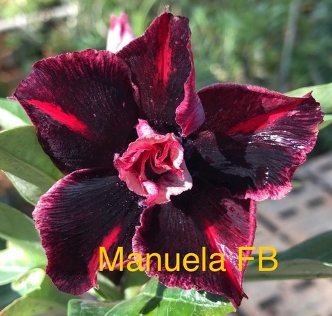 Rosa do Deserto Manuela . Rosa linda em tons vinho com manchas brancas e rosa clarinho.