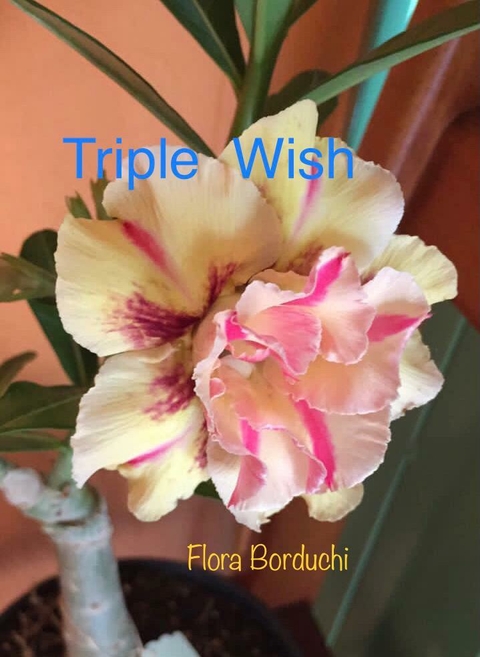 Rosa do deserto Triple Wish. Linda flor em tons laranja e amarelo.