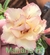 Rosa do deserto Mariana é uma rosa de pétalas duplas na com tons amarelo e detalhes em rosa. - comprar online