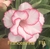 Rosa do deserto Francesinha tem sua beleza por ser na cor rosa claro com bordas finas . Ela dupla e tem uma delicadeza que a deixa linda