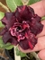Rosa do deserto FB 709 . Rosa do deserto linda tripétalas em tons vinho , vermelho e com manchas rosa claro . na internet