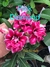 Rosa do Deserto PINK DIAMOND, flor tripla em forma de bouquet.