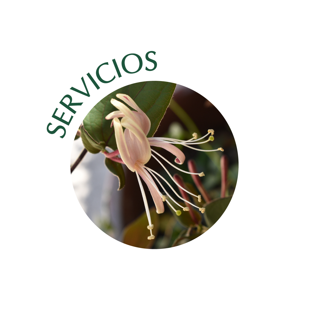 Banner de Demetra - Arte y plantas 