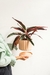 CALATHEA ESTROMANTE - Vivero del Sol & Cyclamen