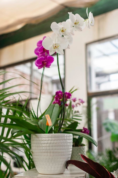 ORQUÍDEA - comprar online