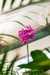 ORQUÍDEA - comprar online