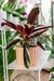 CALATHEA ESTROMANTE en internet