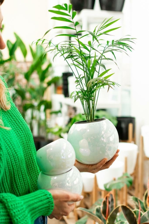 PERLA MACETA ANACARADA