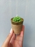 Vela Suculenta