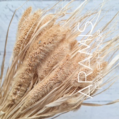 Setaria COD. A53