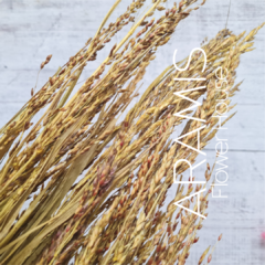 Sorgo Sivestre COD. A57