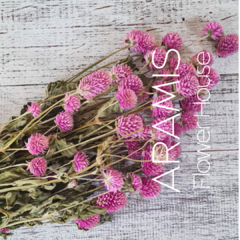 GOMPHRENAS ROSADAS COD. A29