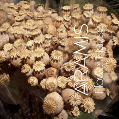 Amapolas COD. A05