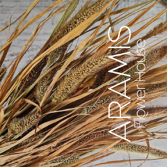 Setaria Natural - COD A53