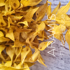 RUSCUS COD. A50 - ARAMIS Flower House