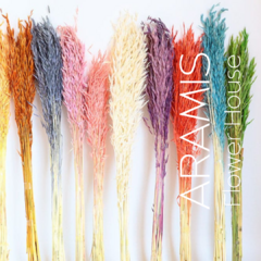 Avena coloreada COD. A09