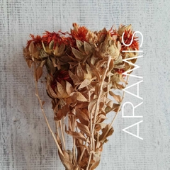 Azafrán - COD. A10