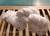Cordón de algodón grueso x 4 madejas - comprar online