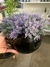 Arranjo decorativo - vaso preto com plantas