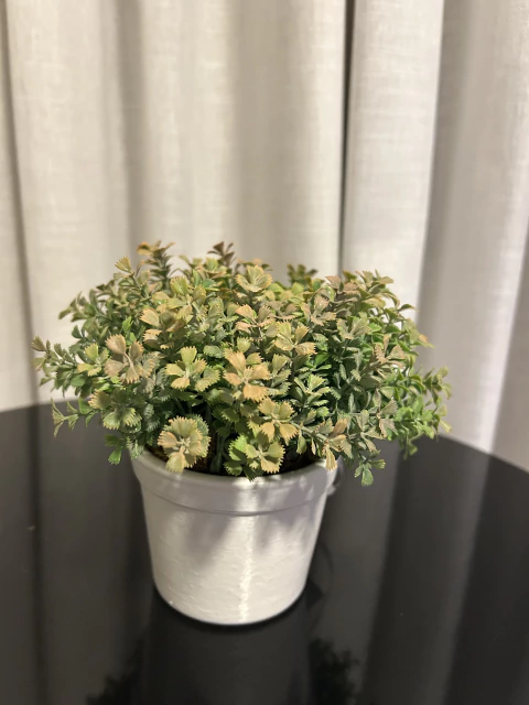 Arranjo de planta permanente pequeno e vaso branco