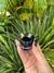 Pote Uv Holder