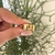 Anel Base com Letras Folheado a Ouro 18k.