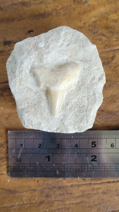 Otodus Obliquus