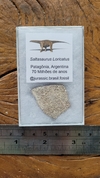 Saltasaurus Loricatus