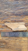 Fragmento presa Mammuthus Primigenius