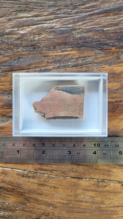Fragmento presa Mammuthus Primigenius
