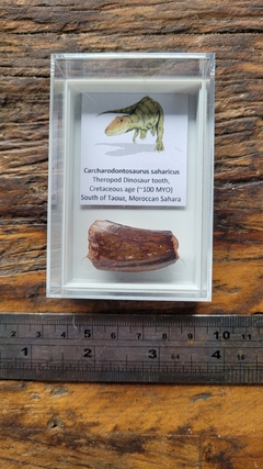 Carcharodontosaurus saharicus