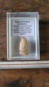 Equicalastrobus chinleana (pinha)
