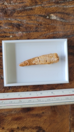 Pterosauro