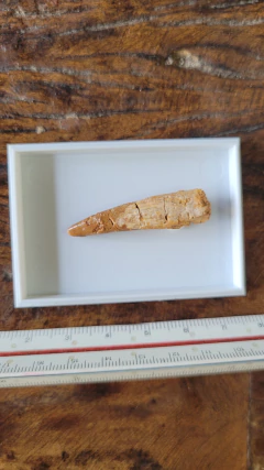 Pterosauro