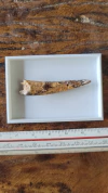 Pterosauro