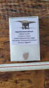 Hypselosaurus priscus