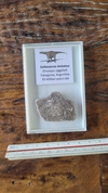 Saltasaurus loricatus