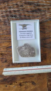 Saltasaurus loricatus