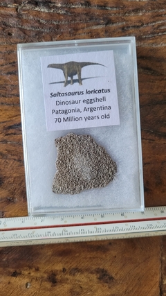 Saltasaurus loricatus