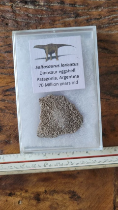Saltasaurus loricatus