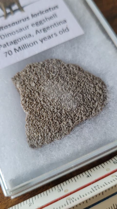 Saltasaurus loricatus - comprar online