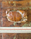 Galene bispinosa