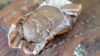 Macrophtalmus sp