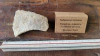 Saltasaurus loricatus