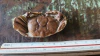Macrophtalmus sp