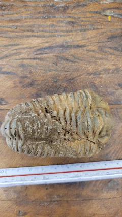 Flexicalymene ouzregui